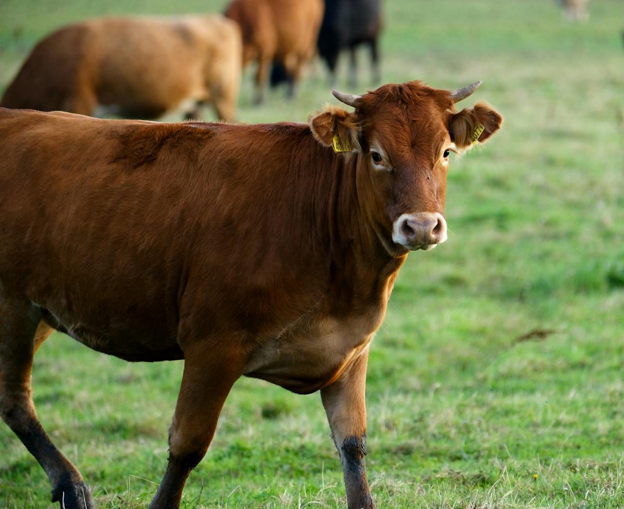 7 Zaskakujących Faktów o Bydle, Które Powinien Znać Każdy Hodowca pexels-photo-34125502.jpeg