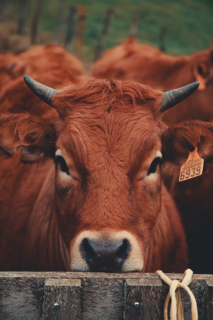 Strona domowa A close-up view of a brown cow with an ear tag standing on a farm, capturing its detailed features.