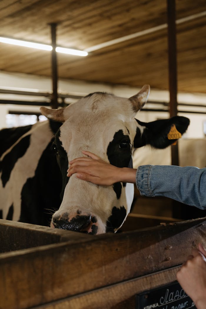 O Nas Close-up of a Holstein cow being gently petted inside a barn, showcasing rural life.
